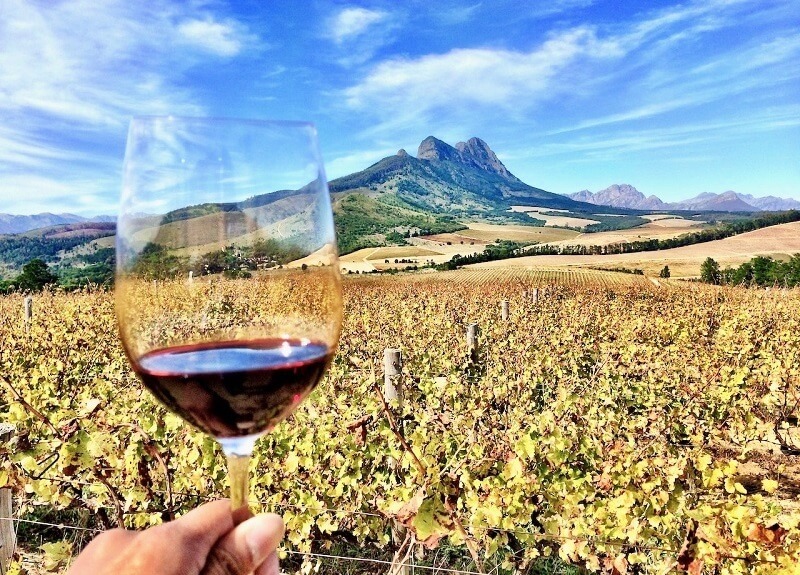 Taça de vinho em primeiro plano durante almoço harmonizado, com vinhedos e montanhas de Stellenbosch ao fundo sob céu azul.