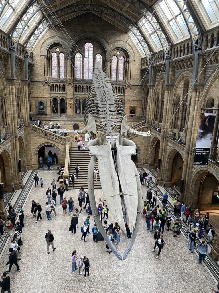 Esqueleto de baleia azul no hall principal do Museu de História Natural em Londres, com visitantes ao redor