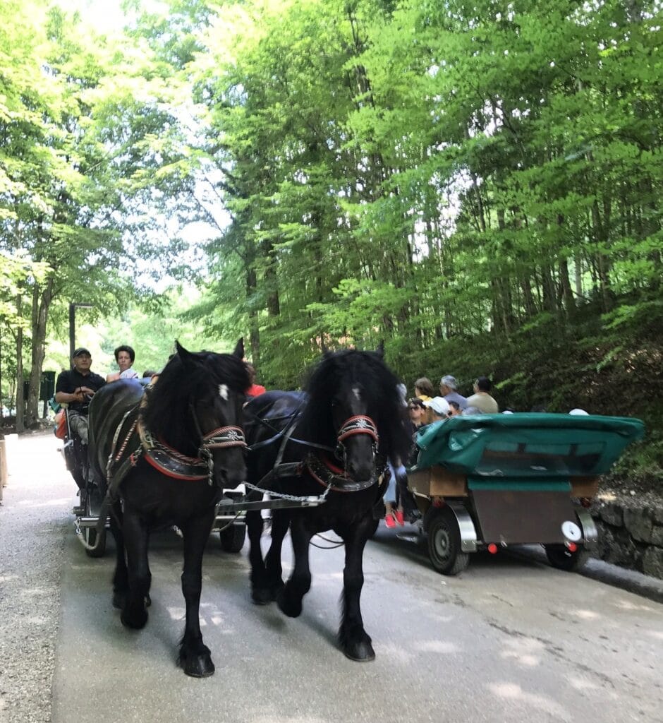 Charrete puxada por dois cavalos pretos transportando turistas pela trilha sombreada que leva ao Castelo de Neuschwanstein, na Alemanha. Bate e volta ao Castelo de Neuschwanstein.